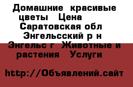 Домашние  красивые цветы › Цена ­ 120 - Саратовская обл., Энгельсский р-н, Энгельс г. Животные и растения » Услуги   